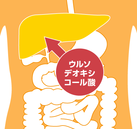 <イメージ>ウルソデオキシコール酸が肝臓のはたらきを助ける