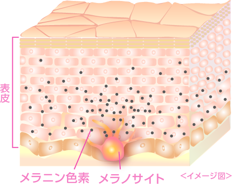 皮膚断面図2