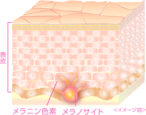 皮膚断面図1