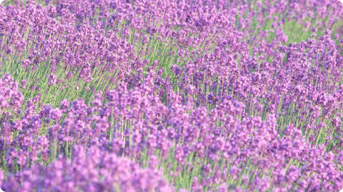 天然アロマのやさしい香り イメージ画像