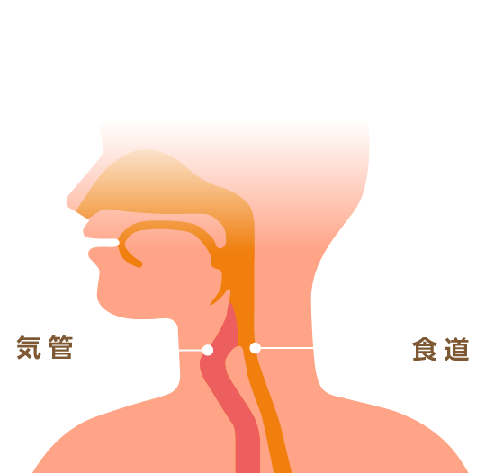 食道と気管の位置を示したイラスト