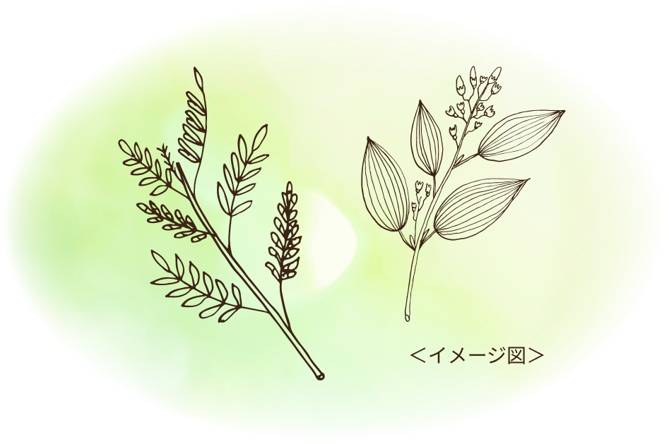 ケイヒ、カンゾウ イメージ図