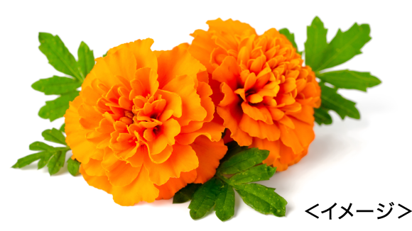 マリーゴールド イメージ