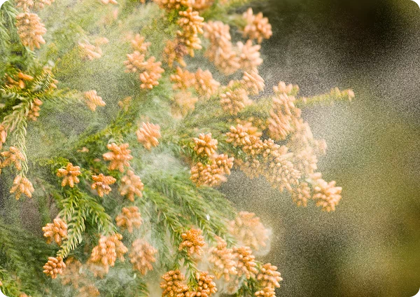 花粉症イメージ